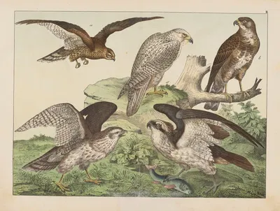 Historja naturalna ptakow (Natural history of birds) Pl.03 by Gotthilf Heinrich von Schubert, 1900 — digital art print…