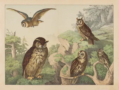 Historja naturalna ptakow (Natural history of birds) Pl.05 by Gotthilf Heinrich von Schubert, 1900 — digital art print…