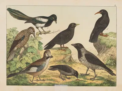 Historja naturalna ptakow (Natural history of birds) Pl.10 by Gotthilf Heinrich von Schubert, 1900 — digital art print…