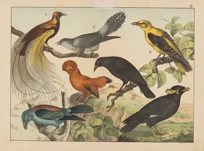 Historja naturalna ptakow (Natural history of birds) Pl.11 by Gotthilf Heinrich von Schubert, 1900 — digital art print…