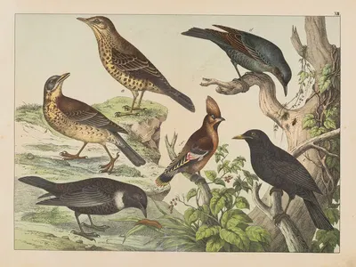Historja naturalna ptakow (Natural history of birds) Pl.13 by Gotthilf Heinrich von Schubert, 1900 — digital art print…