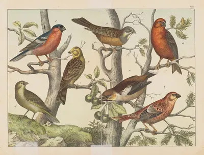 Historja naturalna ptakow (Natural history of birds) Pl.14 by Gotthilf Heinrich von Schubert, 1900 — digital art print…