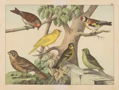 Historja naturalna ptakow (Natural history of birds) Pl.16 by Gotthilf Heinrich von Schubert, 1900 — digital art print…