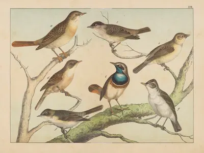 Historja naturalna ptakow (Natural history of birds) Pl.17 by Gotthilf Heinrich von Schubert, 1900 — digital art print…