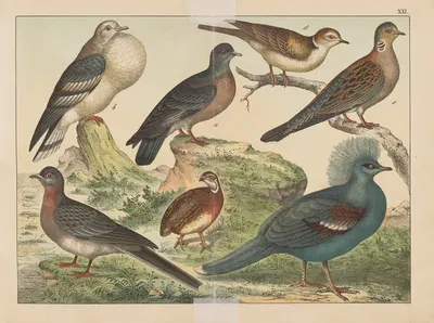 Historja naturalna ptakow (Natural history of birds) Pl.21 by Gotthilf Heinrich von Schubert, 1900 — digital art print…