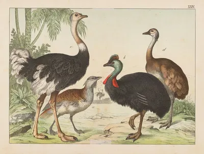 Historja naturalna ptakow (Natural history of birds) Pl.24 by Gotthilf Heinrich von Schubert, 1900 — digital art print…