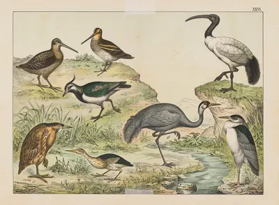 Historja naturalna ptakow (Natural history of birds) Pl.26 by Gotthilf Heinrich von Schubert, 1900 — digital art print…