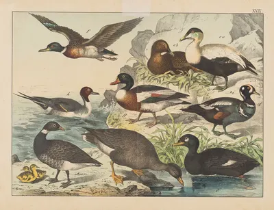 Historja naturalna ptakow (Natural history of birds) Pl.29 by Gotthilf Heinrich von Schubert, 1900 — digital art print…