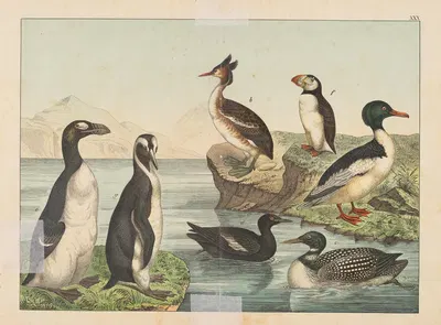 Historja naturalna ptakow (Natural history of birds) Pl.30 by Gotthilf Heinrich von Schubert, 1900 — digital art print…