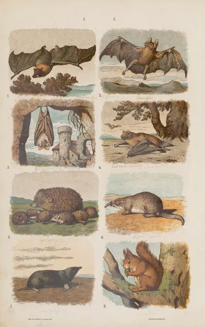 Wielki atlas do zoologii, botaniki i mineralogii Pl.002 by Gustav von Hayek, 1887 — digital art print download