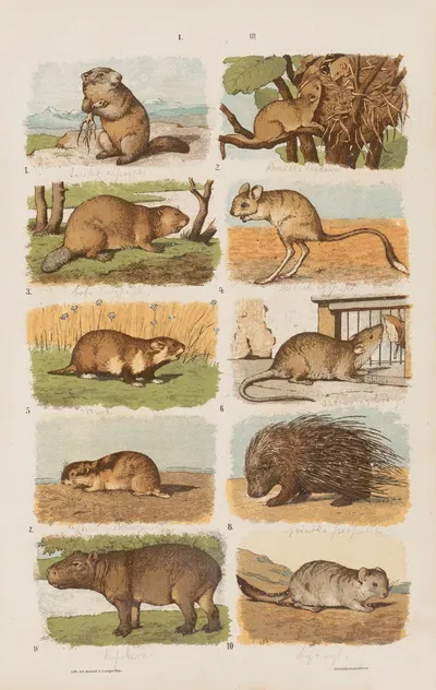 Wielki atlas do zoologii, botaniki i mineralogii Pl.003 by Gustav von Hayek, 1887 — digital art print download