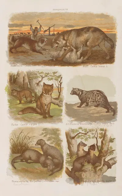 Wielki atlas do zoologii, botaniki i mineralogii Pl.007 by Gustav von Hayek, 1887 — digital art print download