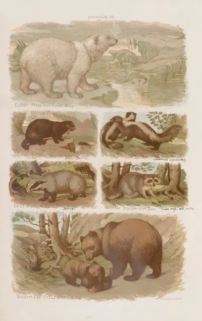 Wielki atlas do zoologii, botaniki i mineralogii Pl.008 by Gustav von Hayek, 1887 — digital art print download