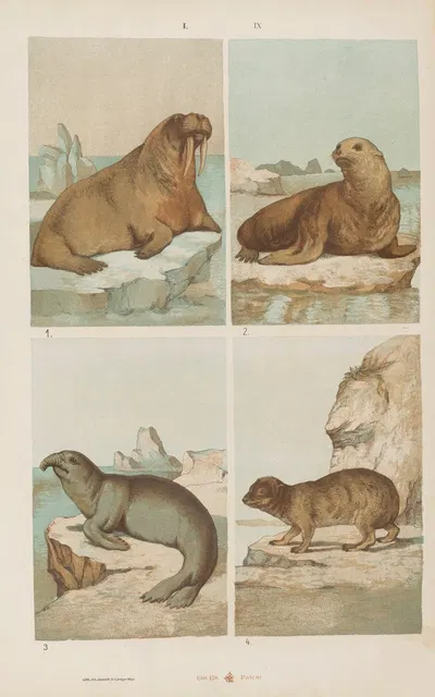 Wielki atlas do zoologii, botaniki i mineralogii Pl.009 by Gustav von Hayek, 1887 — digital art print download