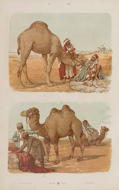 Wielki atlas do zoologii, botaniki i mineralogii Pl.016 by Gustav von Hayek, 1887 — digital art print download