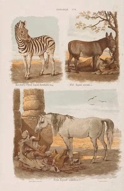Wielki atlas do zoologii, botaniki i mineralogii Pl.017 by Gustav von Hayek, 1887 — digital art print download