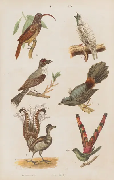 Wielki atlas do zoologii, botaniki i mineralogii Pl.025 by Gustav von Hayek, 1887 — digital art print download