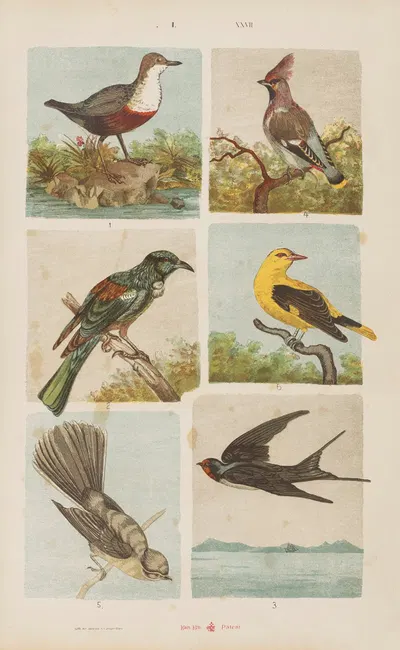 Wielki atlas do zoologii, botaniki i mineralogii Pl.027 by Gustav von Hayek, 1887 — digital art print download