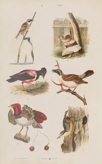 Wielki atlas do zoologii, botaniki i mineralogii Pl.028 by Gustav von Hayek, 1887 — digital art print download