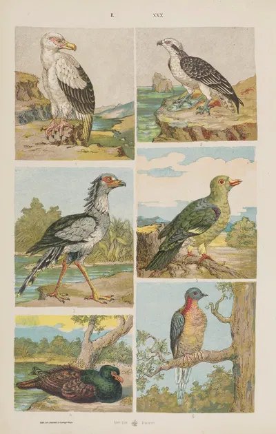 Wielki atlas do zoologii, botaniki i mineralogii Pl.030 by Gustav von Hayek, 1887 — digital art print download