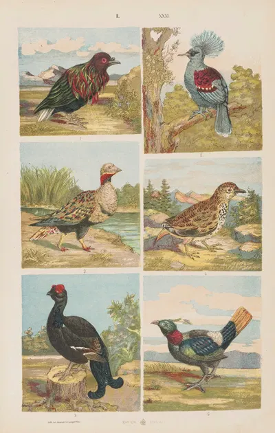Wielki atlas do zoologii, botaniki i mineralogii Pl.031 by Gustav von Hayek, 1887 — digital art print download