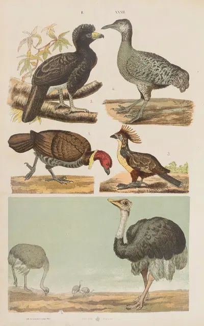 Wielki atlas do zoologii, botaniki i mineralogii Pl.032 by Gustav von Hayek, 1887 — digital art print download