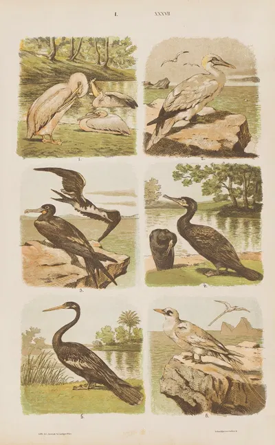 Wielki atlas do zoologii, botaniki i mineralogii Pl.037 by Gustav von Hayek, 1887 — digital art print download