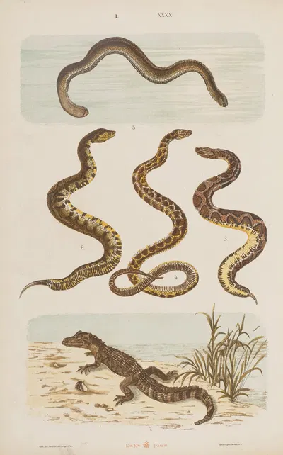 Wielki atlas do zoologii, botaniki i mineralogii Pl.040 by Gustav von Hayek, 1887 — digital art print download