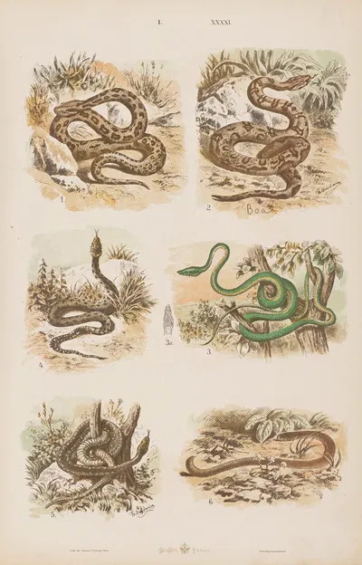 Wielki atlas do zoologii, botaniki i mineralogii Pl.041 by Gustav von Hayek, 1887 — digital art print download