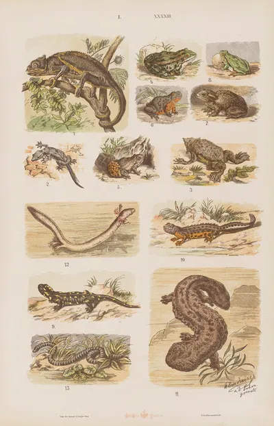Wielki atlas do zoologii, botaniki i mineralogii Pl.043 by Gustav von Hayek, 1887 — digital art print download