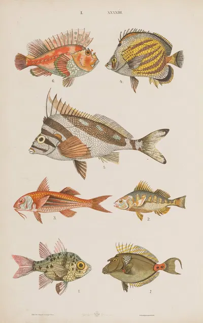 Wielki atlas do zoologii, botaniki i mineralogii Pl.044 by Gustav von Hayek, 1887 — digital art print download