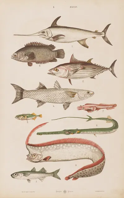 Wielki atlas do zoologii, botaniki i mineralogii Pl.045 by Gustav von Hayek, 1887 — digital art print download