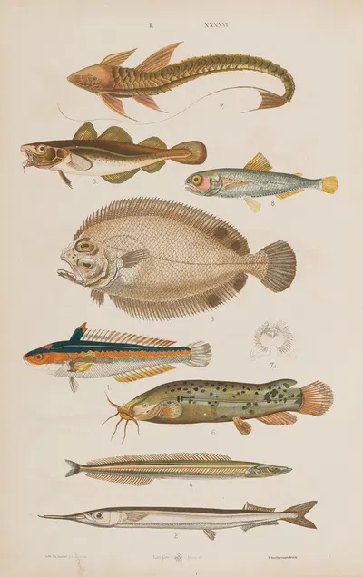 Wielki atlas do zoologii, botaniki i mineralogii Pl.046 by Gustav von Hayek, 1887 — digital art print download