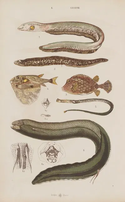 Wielki atlas do zoologii, botaniki i mineralogii Pl.048 by Gustav von Hayek, 1887 — digital art print download