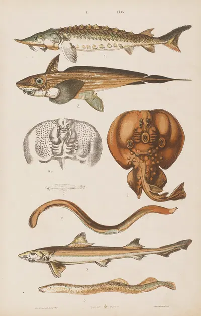 Wielki atlas do zoologii, botaniki i mineralogii Pl.049 by Gustav von Hayek, 1887 — digital art print download