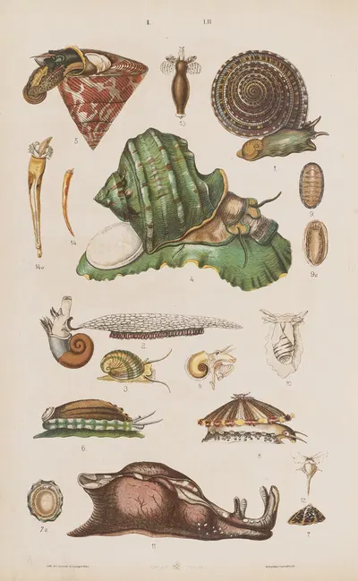 Wielki atlas do zoologii, botaniki i mineralogii Pl.052 by Gustav von Hayek, 1887 — digital art print download