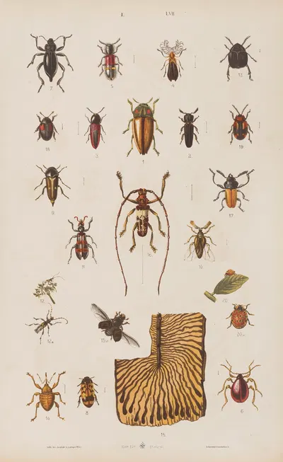 Wielki atlas do zoologii, botaniki i mineralogii Pl.057 by Gustav von Hayek, 1887 — digital art print download