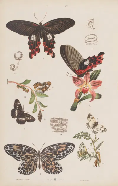 Wielki atlas do zoologii, botaniki i mineralogii Pl.060 by Gustav von Hayek, 1887 — digital art print download