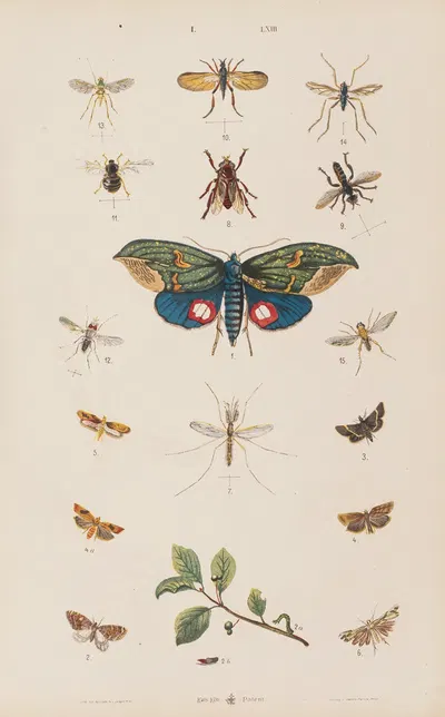 Wielki atlas do zoologii, botaniki i mineralogii Pl.063 by Gustav von Hayek, 1887 — digital art print download