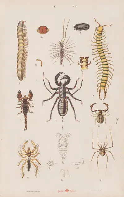 Wielki atlas do zoologii, botaniki i mineralogii Pl.065 by Gustav von Hayek, 1887 — digital art print download