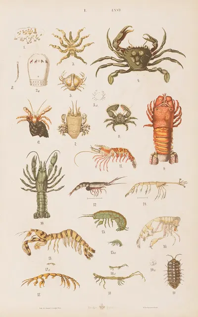 Wielki atlas do zoologii, botaniki i mineralogii Pl.067 by Gustav von Hayek, 1887 — digital art print download