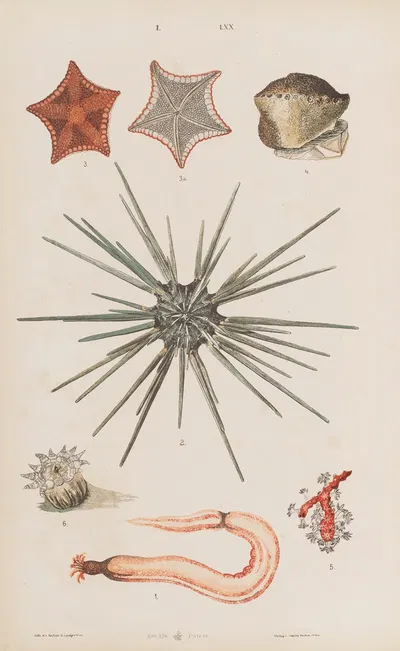 Wielki atlas do zoologii, botaniki i mineralogii Pl.070 by Gustav von Hayek, 1887 — digital art print download