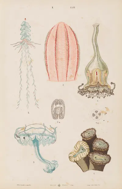 Wielki atlas do zoologii, botaniki i mineralogii Pl.071 by Gustav von Hayek, 1887 — digital art print download