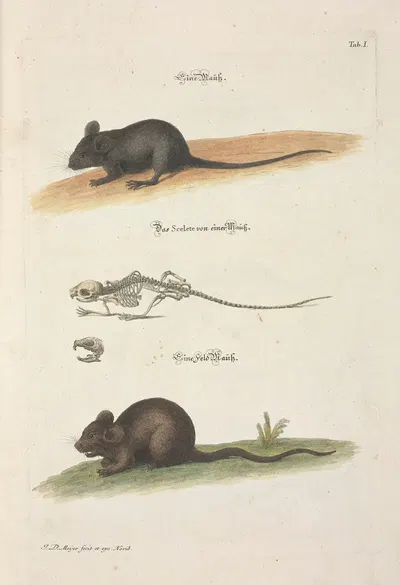 Angenehmer und nützlicher Zeit-Vertreib Pl.001 by Johann Daniel Meyer, 1748 — digital art print download