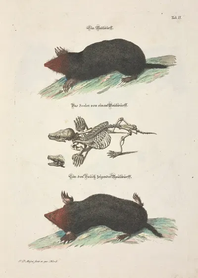Angenehmer und nützlicher Zeit-Vertreib Pl.002 by Johann Daniel Meyer, 1748 — digital art print download