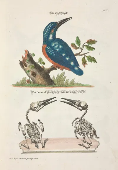 Angenehmer und nützlicher Zeit-Vertreib Pl.006 by Johann Daniel Meyer, 1748 — digital art print download