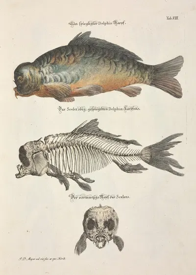 Angenehmer und nützlicher Zeit-Vertreib Pl.008 by Johann Daniel Meyer, 1748 — digital art print download