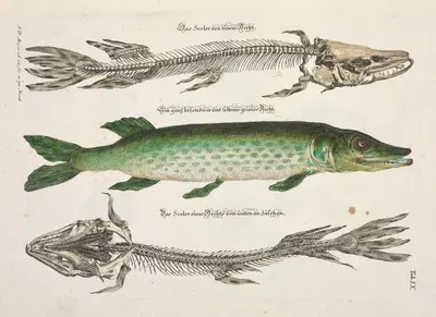 Angenehmer und nützlicher Zeit-Vertreib Pl.009 by Johann Daniel Meyer, 1748 — digital art print download