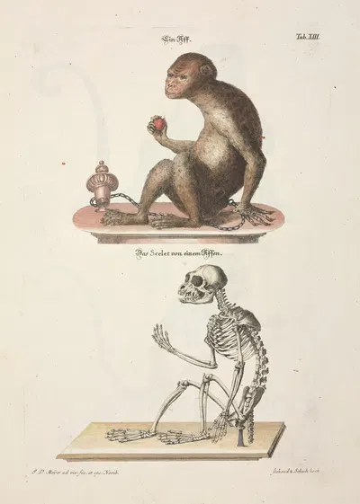 Angenehmer und nützlicher Zeit-Vertreib Pl.013 by Johann Daniel Meyer, 1748 — digital art print download
