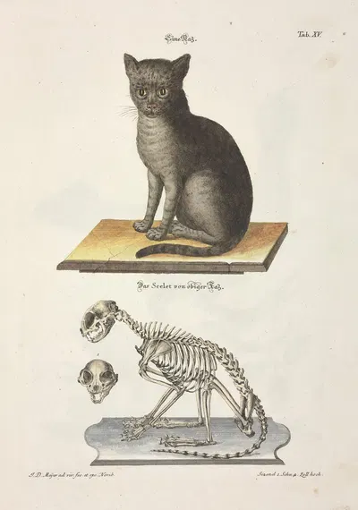 Angenehmer und nützlicher Zeit-Vertreib Pl.015 by Johann Daniel Meyer, 1748 — digital art print download